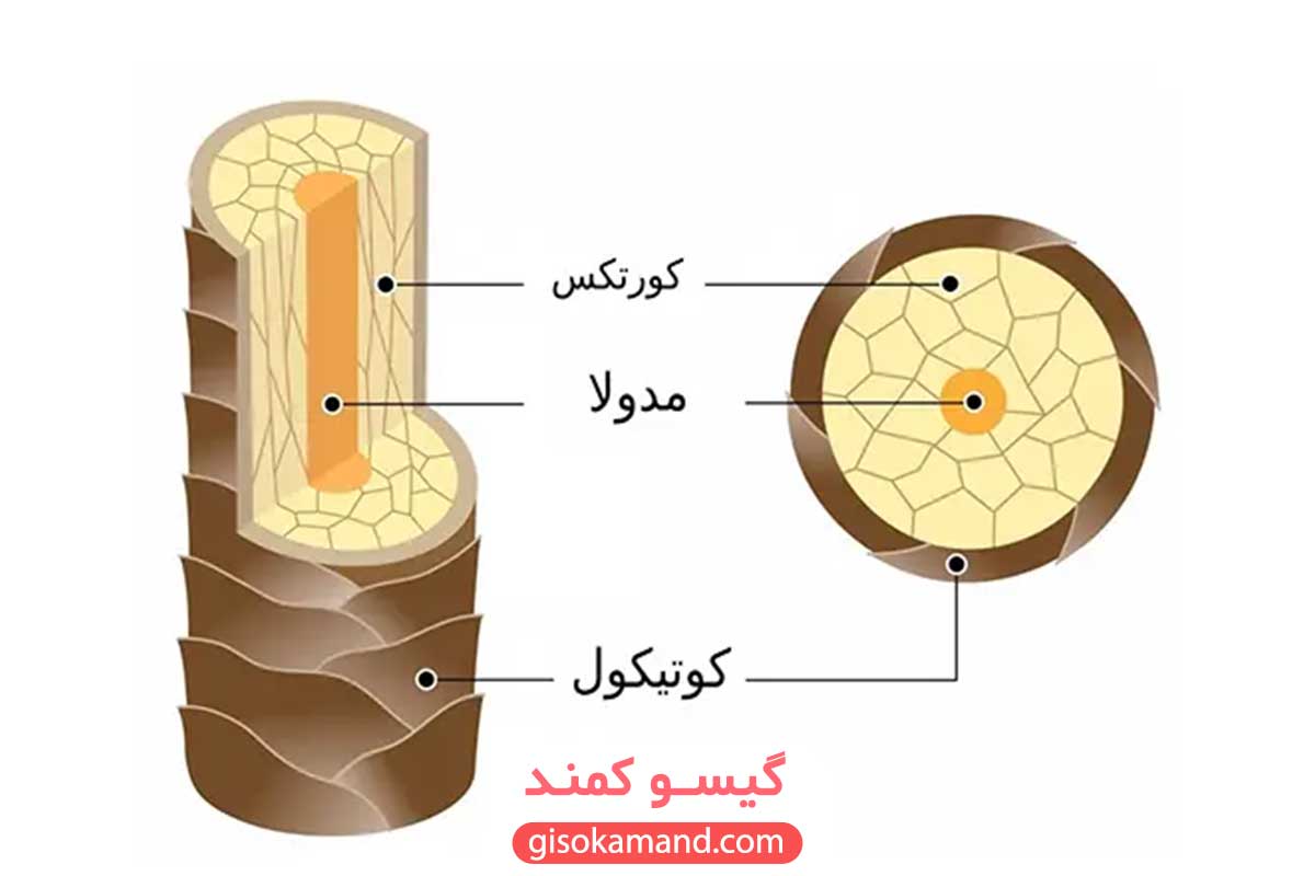 ساختار مو